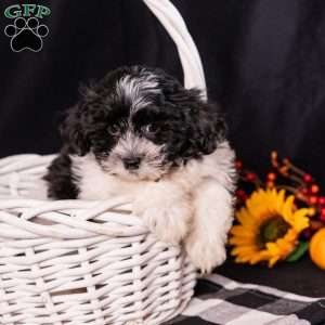 Tobby, Teddy Bear Puppy